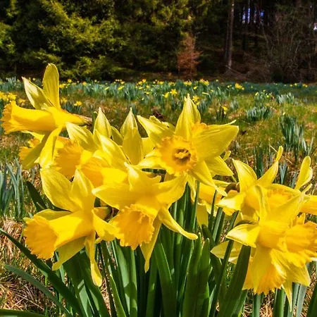 Lovely 1, With Private Terrace And Whirlpool,4-6 Pers 比林根